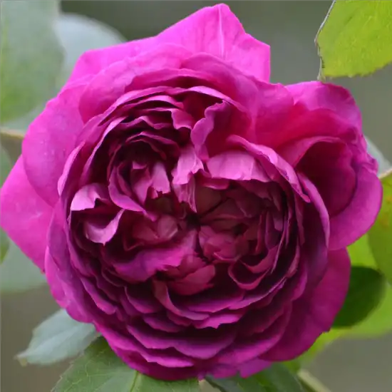 -29°C - Trandafiri - Reine des Violettes - 